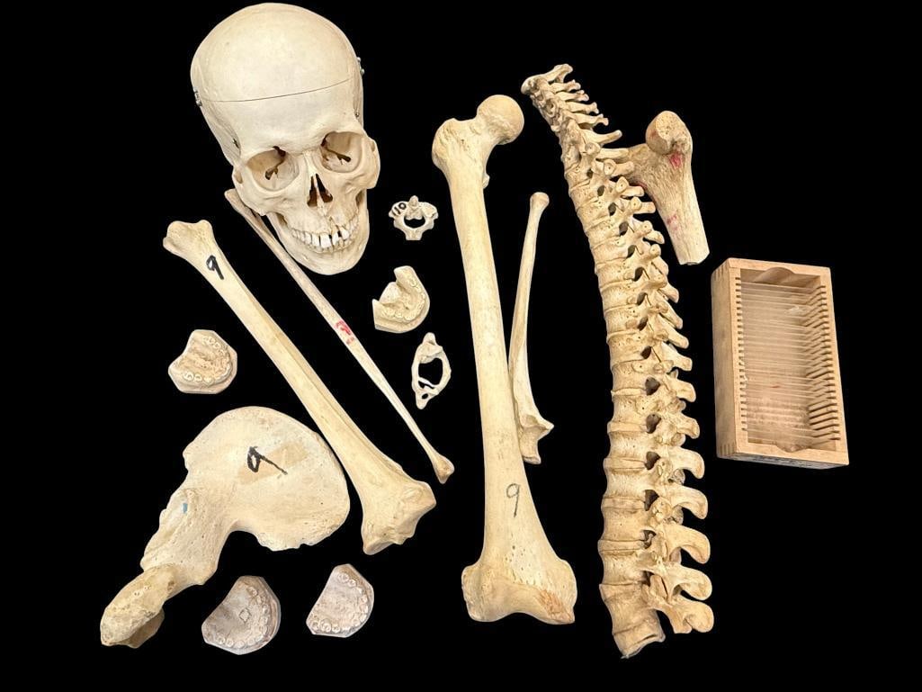 Human Skeleton Parts and Pieces: Human Skeleton Parts and Pieces.