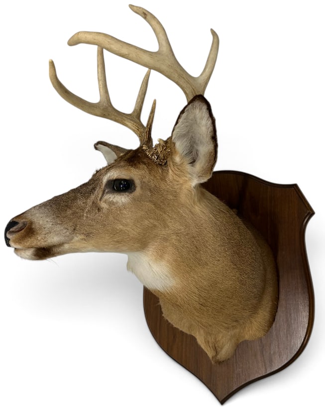 Whitetail Deer Mount (1 of 3)