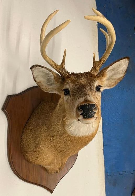 Whitetail Deer Mount - 2