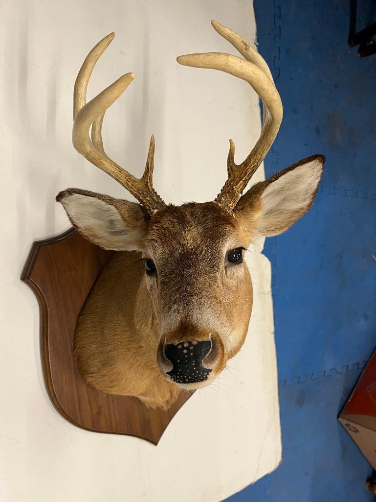 Whitetail Deer Mount - 3