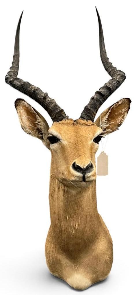 African Impala shoulder mount (1 of 3)
