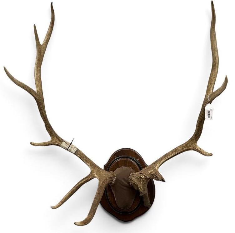 Elk Antler mount (1 of 3)