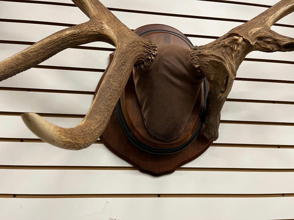 Elk Antler mount - 2