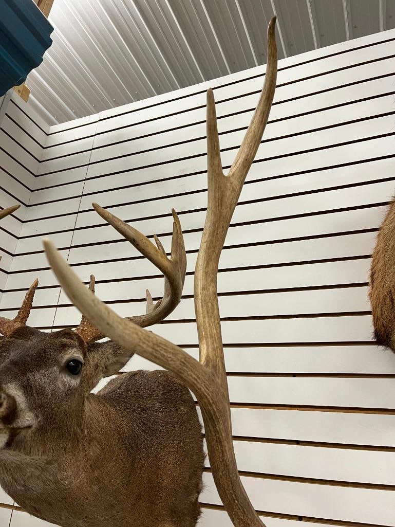 Elk Antler mount - 3