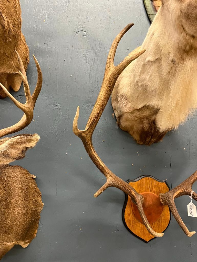 Elk Antler mount - 2