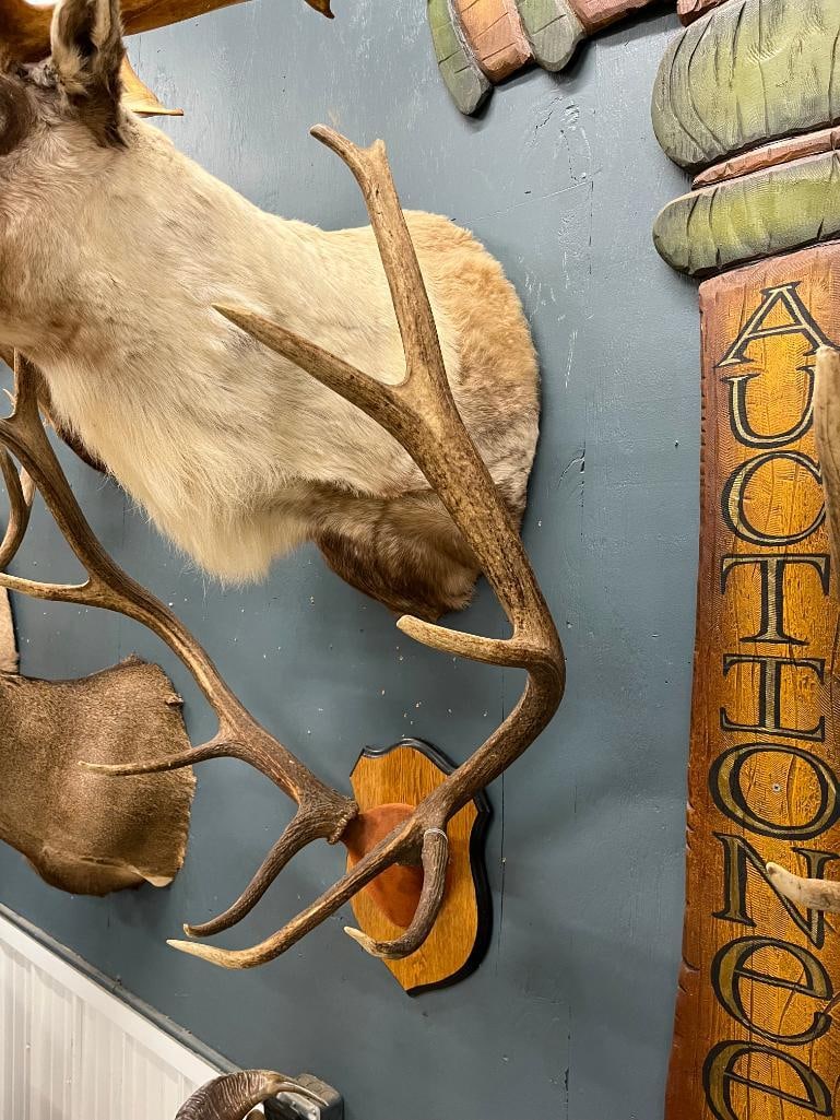 Elk Antler mount - 3