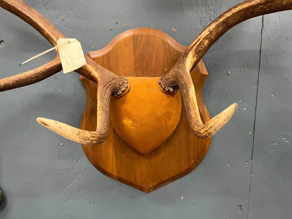 Elk Antler mount - 2