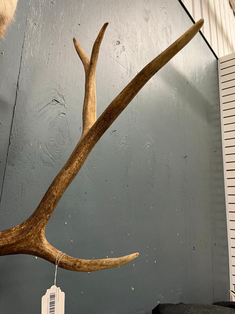 Elk Antler mount - 3