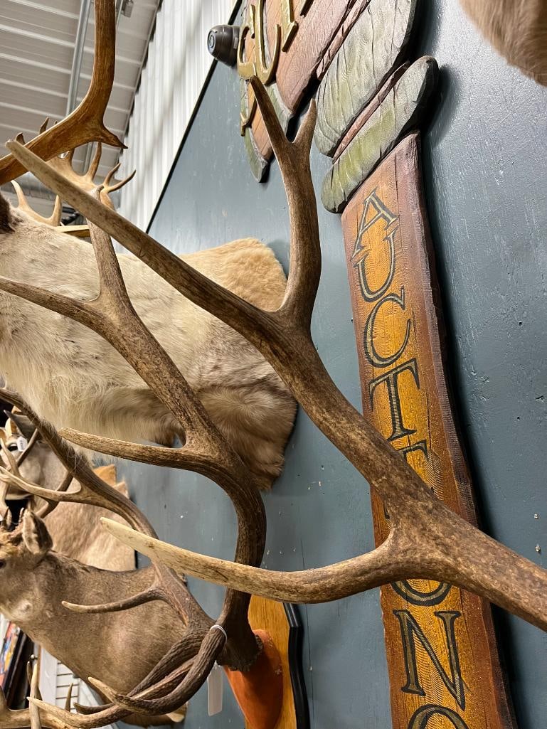 Elk Antler mount - 4