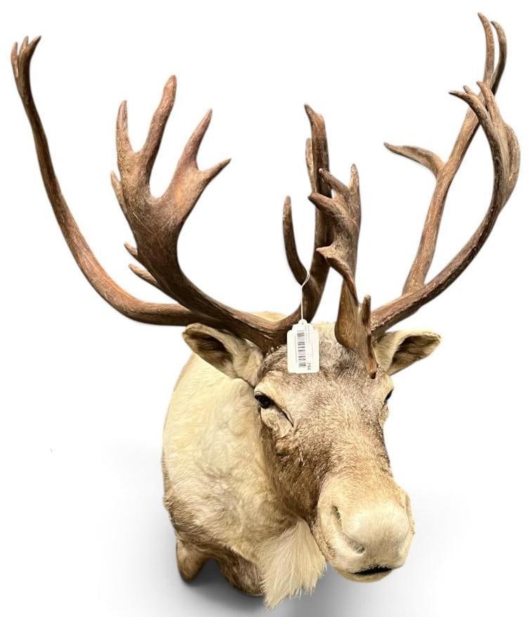 Caribou shoulder mount: Caribou shoulder mount / taxidermy.