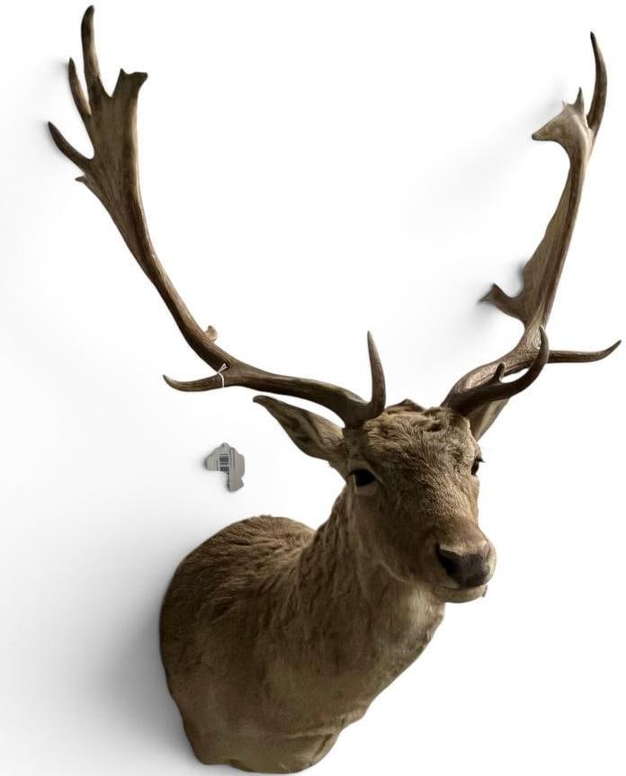 Fallow Deer shoulder mount: Fallow Deer shoulder mount / taxidermy.