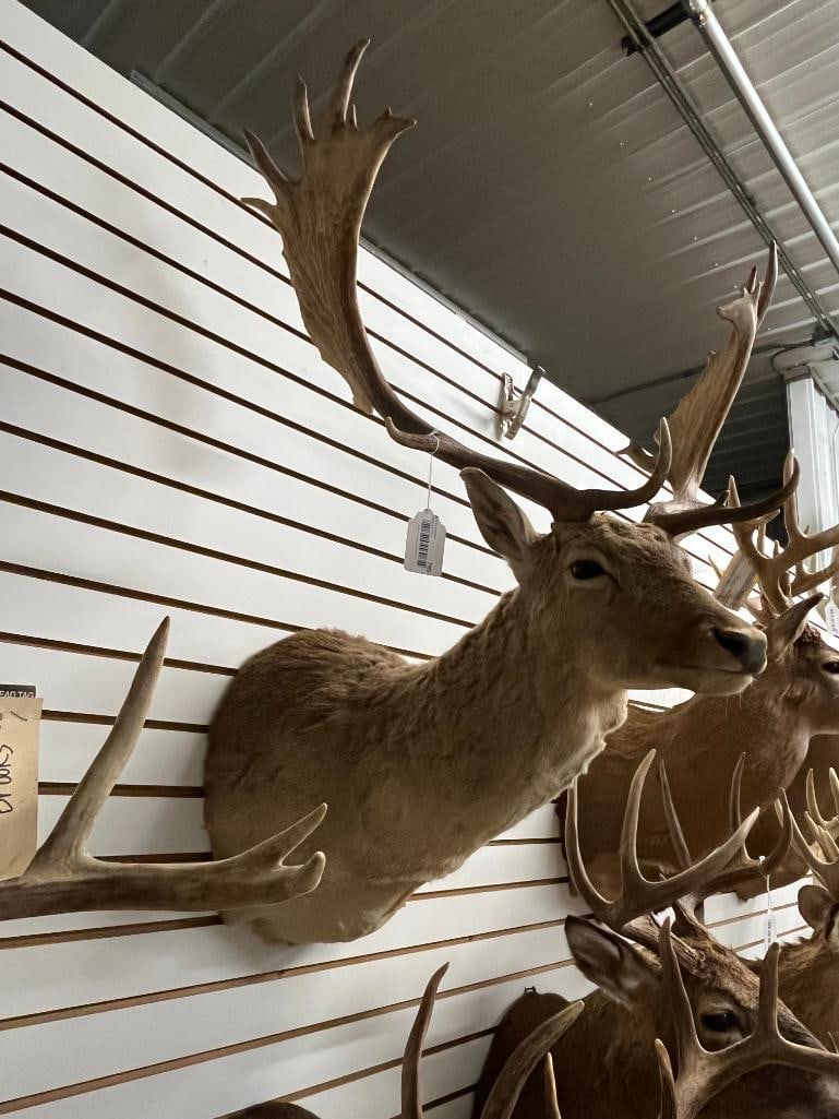 Fallow Deer shoulder mount - 2