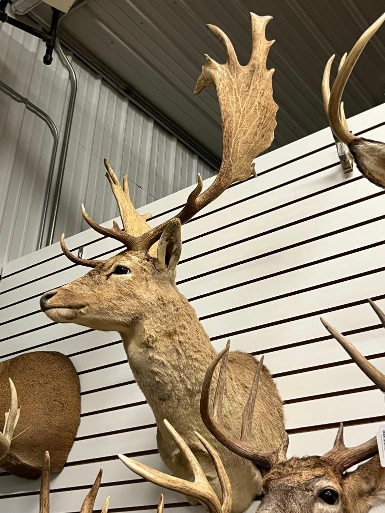 Fallow Deer shoulder mount - 3