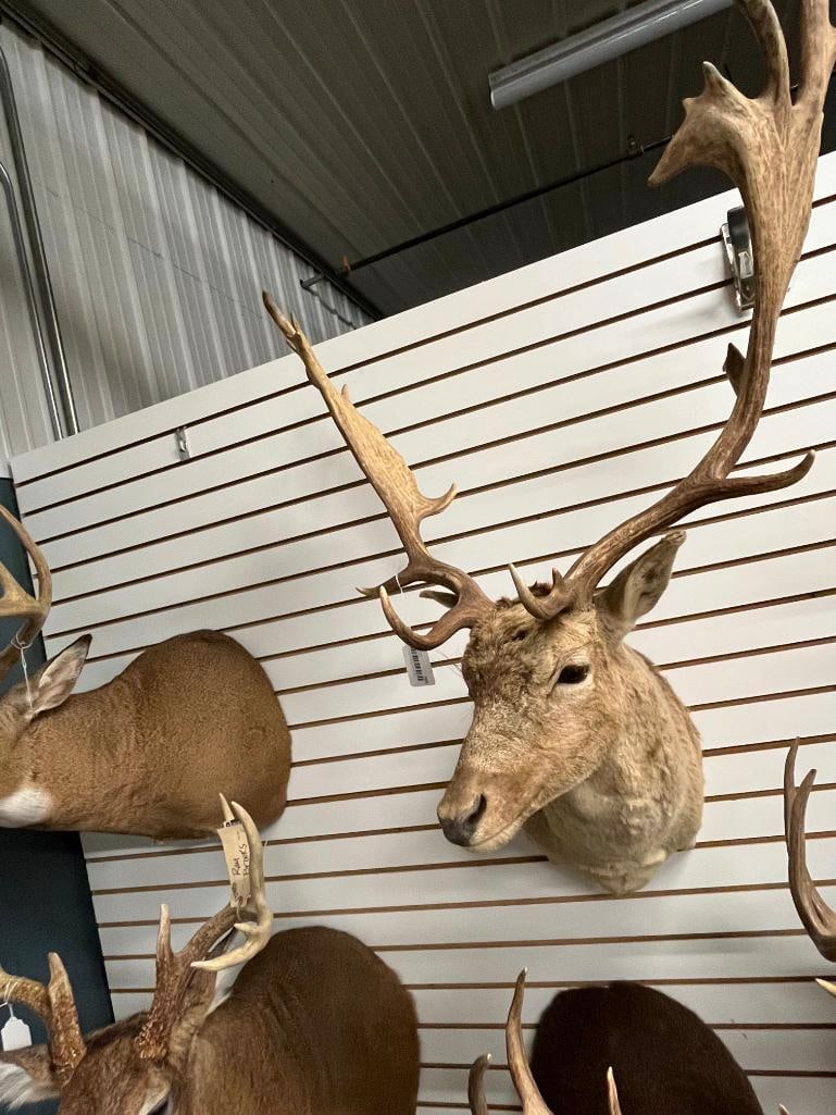 Fallow Deer shoulder mount - 4