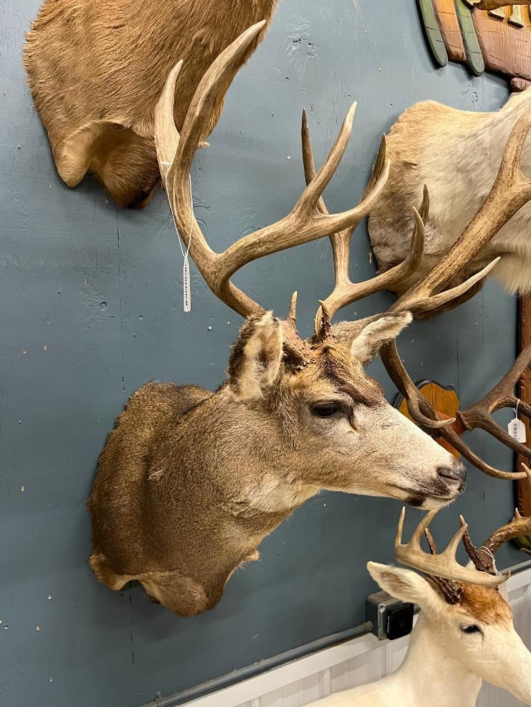 Mule Deer Shoulder mount - 2