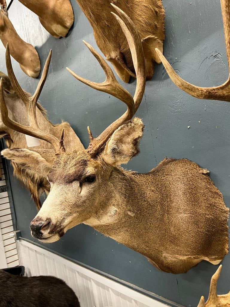 Mule Deer Shoulder mount - 3