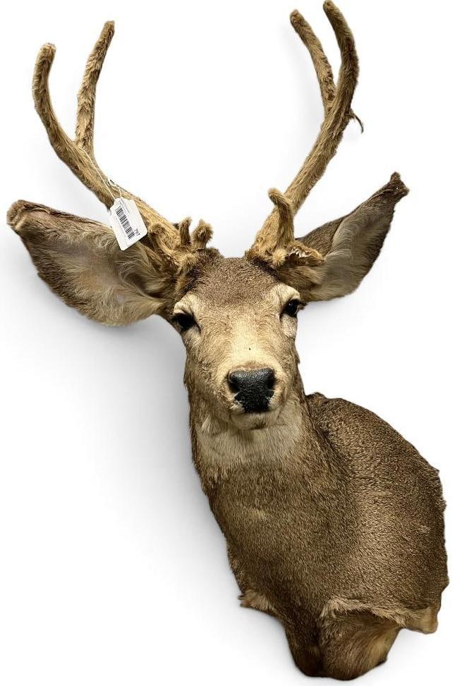 Mule Deer Shoulder mount (1 of 5)
