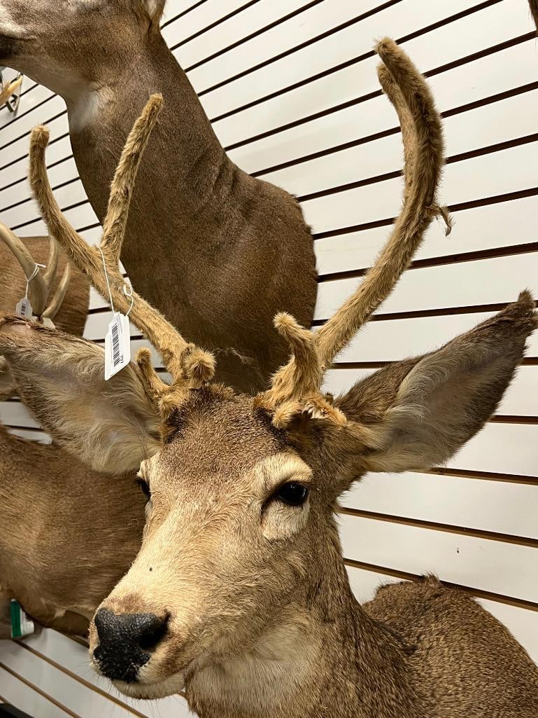 Mule Deer Shoulder mount - 2
