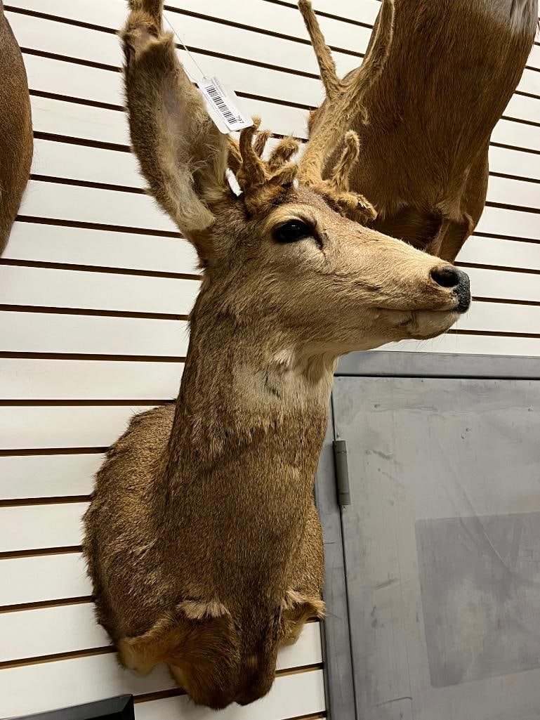 Mule Deer Shoulder mount - 3