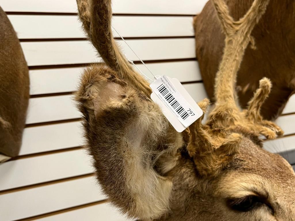 Mule Deer Shoulder mount - 4