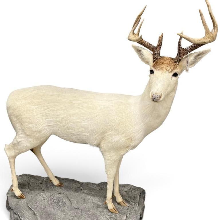 Piebald Deer Full Body taxidermy mount (1 of 4)