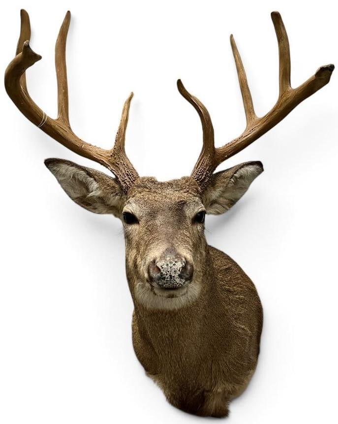 Whitetail Deer Shoulder mount: Whitetail Deer Shoulder mount / taxidermy.