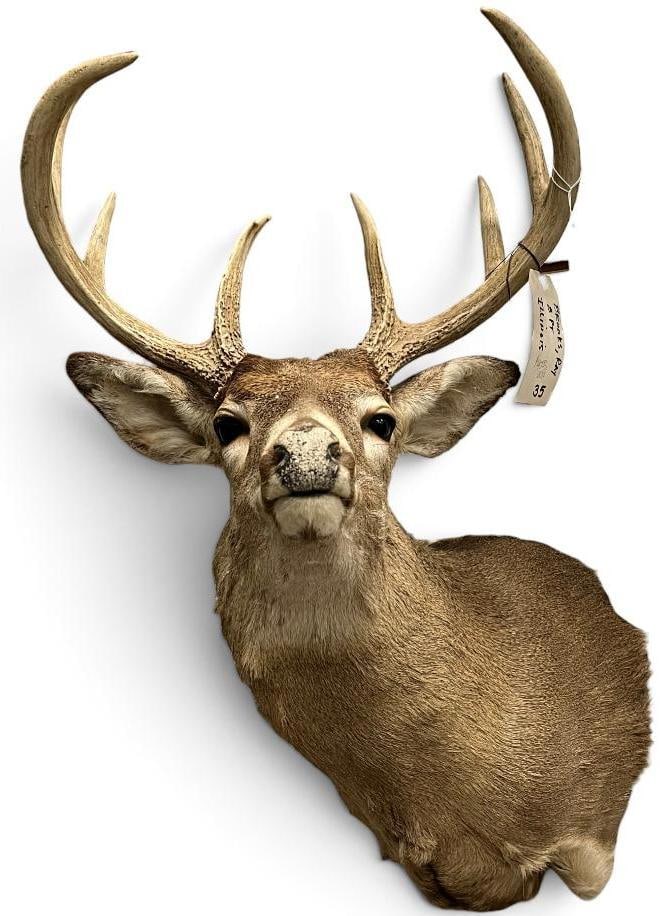 Whitetail Deer Shoulder mount: Whitetail Deer Shoulder mount / taxidermy.