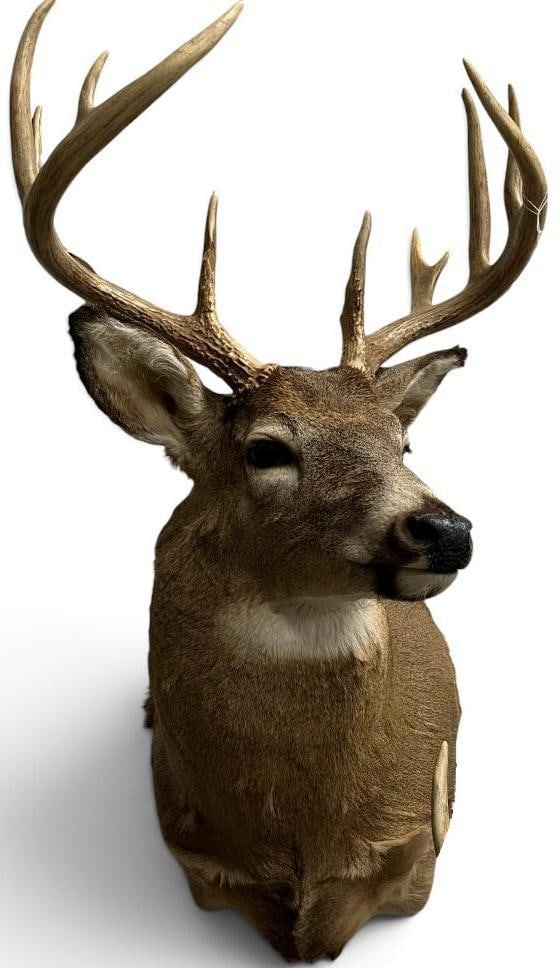 Whitetail Deer Shoulder mount: Whitetail Deer Shoulder mount / taxidermy.