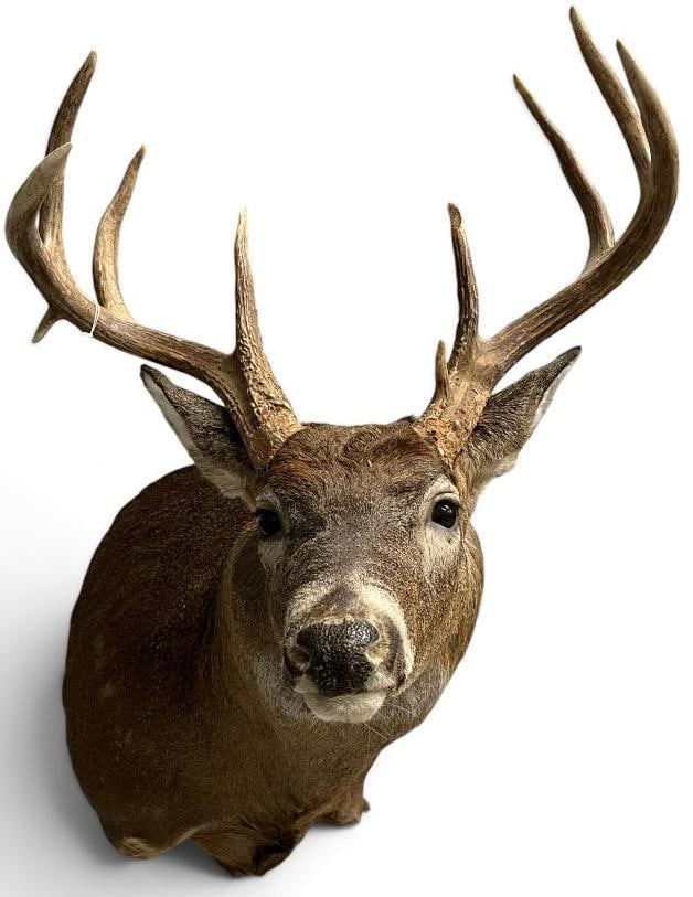 Whitetail Deer Shoulder mount: Whitetail Deer Shoulder mount / taxidermy.