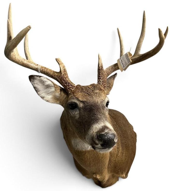 Whitetail Deer Shoulder mount (1 of 4)