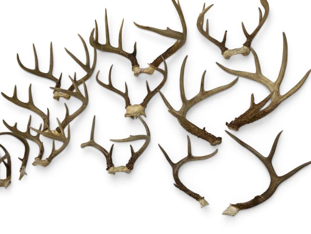 Whitetail Deer Antlers (1 of 5)