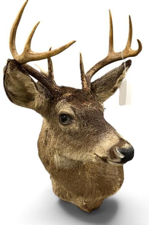 Whitetail Deer Shoulder Mount (1 of 3)