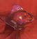 Rene Lalique Gros Poisson Vagues - 2
