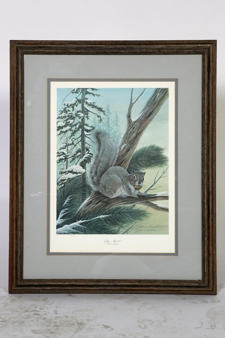 John A. Ruthven Signed Limited Edition Print: A signed limited edition offset lithograph on paper after an original painting by well-listed renowned American wildlife illustrator and naturalist John A. Ruthven (Cincinnati, born 1924), titled Gray