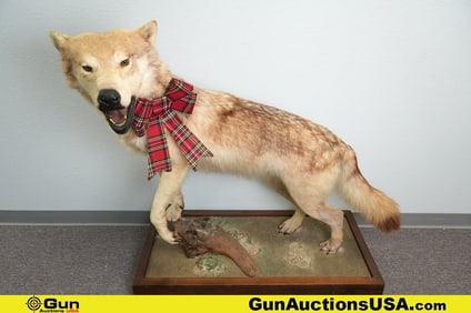 LOCAL PICK UP ONLY. One Striking Taxidermy Light-Phase Northwestern Wolf. Bring a powerful dash of