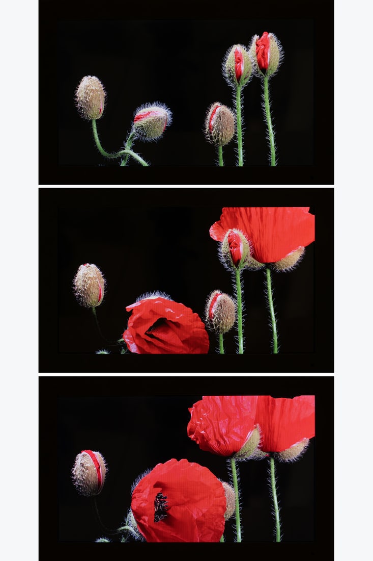 x Eva Koch (born 1953) Red Poppy #7, 2015 (1 of 4)