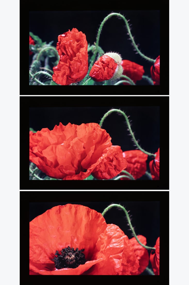 x Eva Koch (born 1953) Red Poppy #1, 2015: x Eva Koch (born 1953)Red Poppy #1, 201510 second videoNumbered '3/3'Edition of 334 × 54 × 7,5 cmProvenance: Martin Asbaek Gallery, Copenhagen