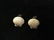 GOLD SHELL EARRINGS