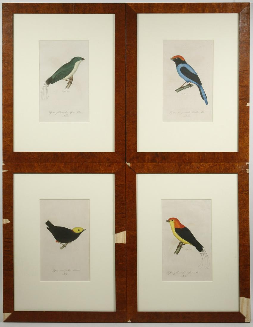 (4) FRAMED GERMAN HAND COLORED ORNITHOLOGY PRINTS (1 of 5)
