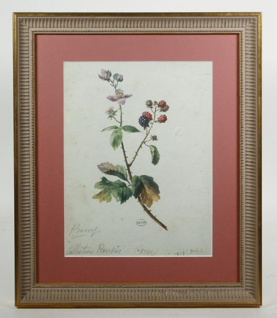 18TH C. FRENCH BOTANICAL WATERCOLOR STUDY, FRAMED (1 of 3)