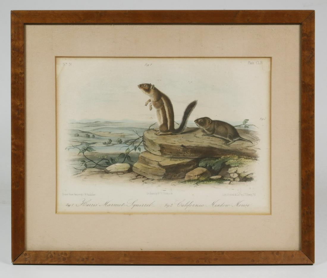 JOHN JAMES AUDUBON (NY/FRANCE, 1785-1851): "Harris' Marmot Squirrel; California Meadow Mouse", octavo, hand colored litho, on stone by WE Hitchcock, printed by JT Bowen, after JW Audubon, Plate CLIV from "American Quadrapeds", in burl maple fr