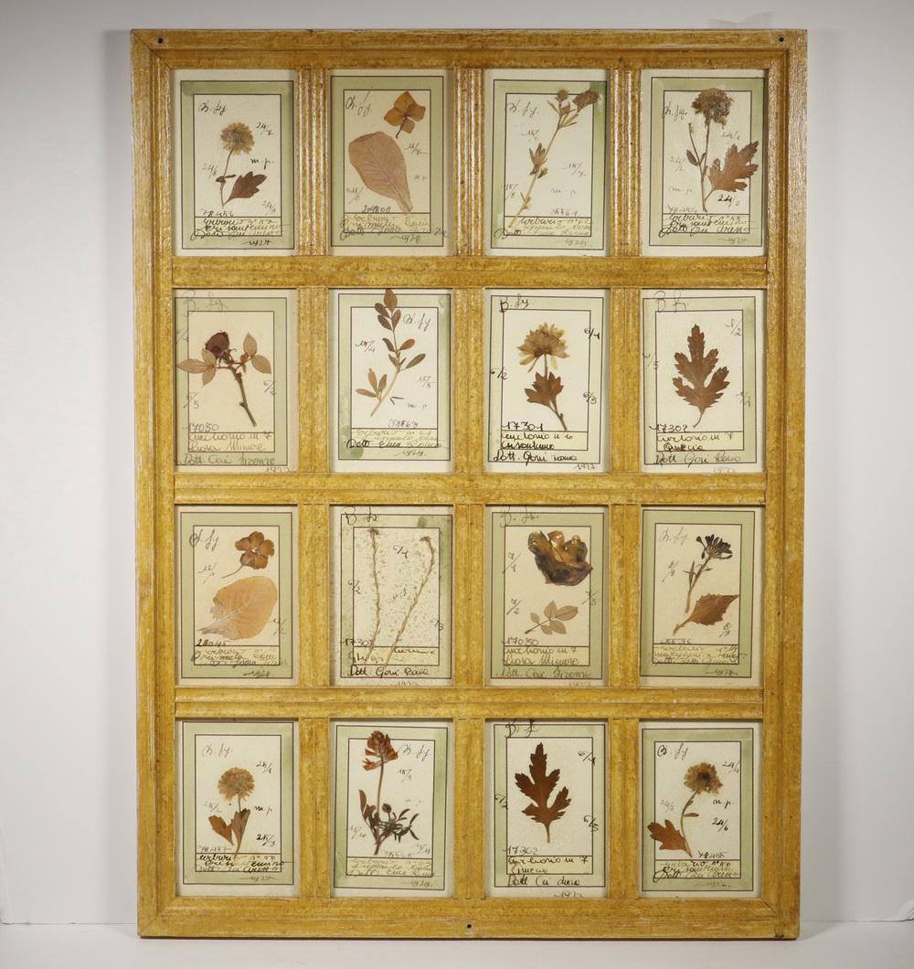 REPLICA OF 19TH C. BOTANICAL FRAMED DISPLAY (1 of 3)