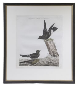 18TH C. DUTCH ORNITHOLOGICAL PRINT