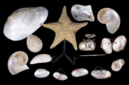 SHELL & SEALIFE DECORATIVE ACCESSORIES