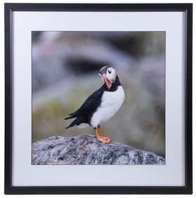 SANDY FLINT (CONTEMPORARY TX/ME) PUFFIN PHOTOGRAPH