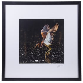 TRI-COLORED HERON PHOTO, SANDY FLINT (TX/ME, CONTEMPORARY)
