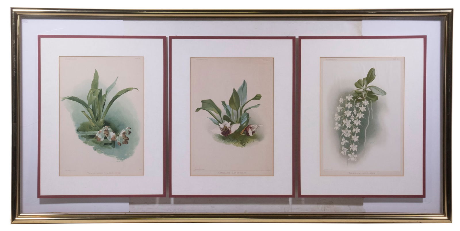 FRAMED REICHENBACHIA ORCHID BOTANICAL PRINTS (1 of 5)