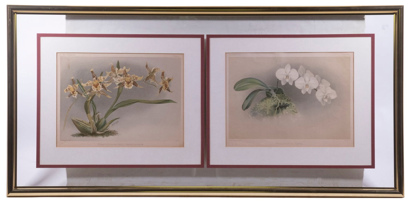 FRAMED REICHENBACHIA ORCHID BOTANICAL PRINTS (1 of 5)