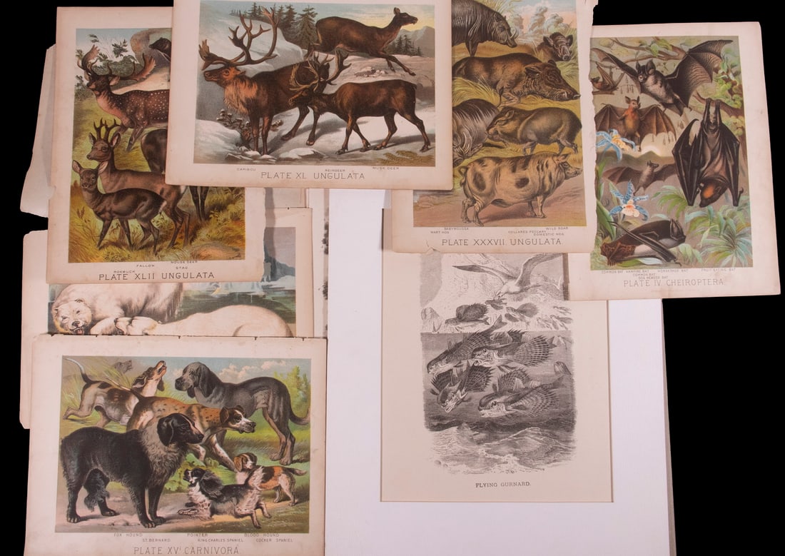 (18) 18TH-19TH C. WILDLIFE PRINTS, UNFRAMED: (18) 18TH-19TH C. WILDLIFE PRINTS, UNFRAMED Including early copperplate engravings of African animals and birds, exotic ideas; chromos with caption pages of Arctic animals and whales; chromos of