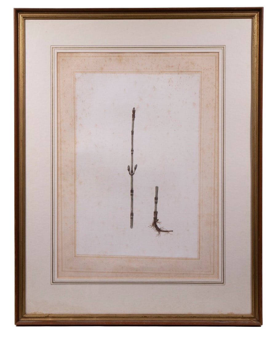 18TH C. BOTANICAL WATERCOLOR, UNSIGNED: 18TH C. BOTANICAL WATERCOLOR, UNSIGNEDSplit Image of a Stalk and a Root from the same plant, unidentified, watercolor on laid paper, unsigned, probably French, with integral ruled border. In gilt mold